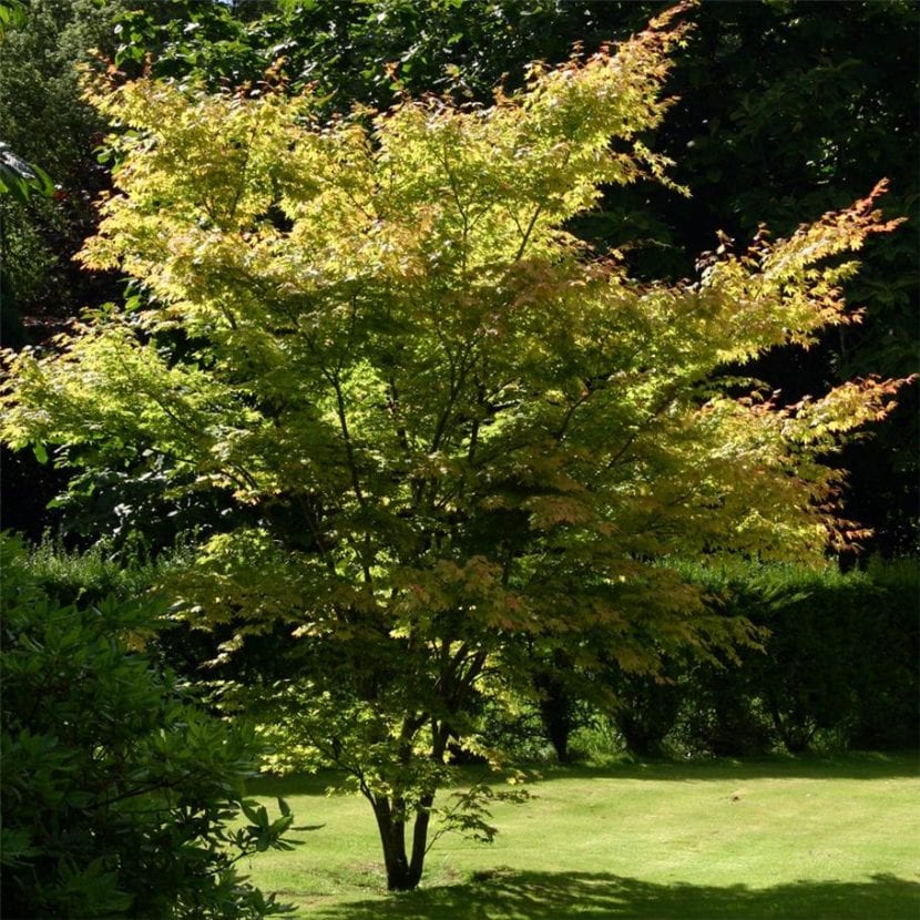 Acer palmatum de ramas coral plantado en un jardín