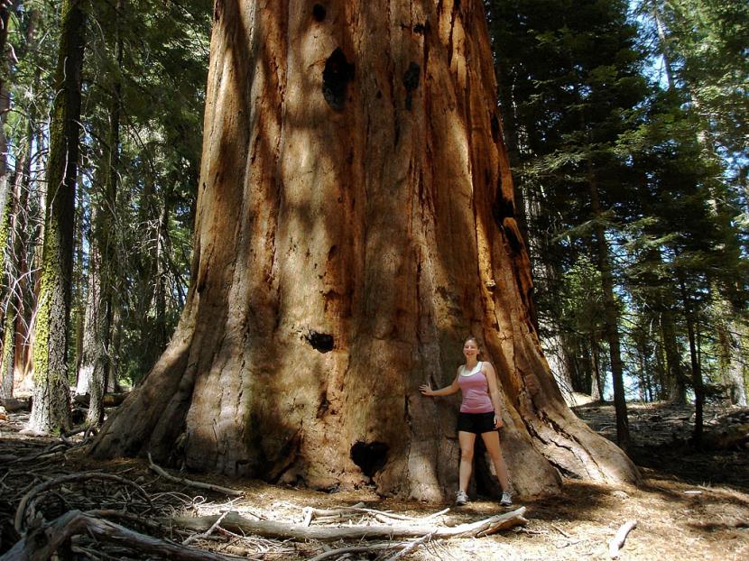 Árboles gigantes: las cuatro especies más altas del mundo