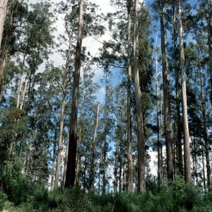 Ejemplares de Eucalyptus regnans en su hábitat