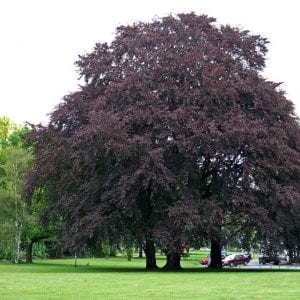 Haya de hoja purpúrea, Fagus sylvatica Atropurpurea