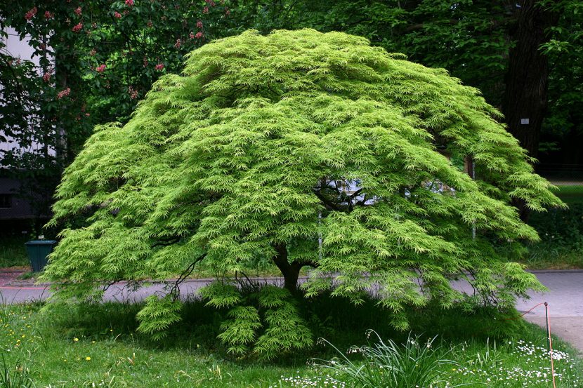 Hojas rojas de arce japonés, Acer palmatum