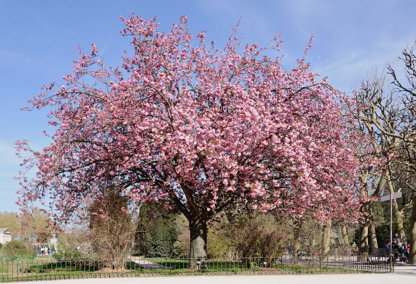 Cerezo de flor japonés en plena floración
