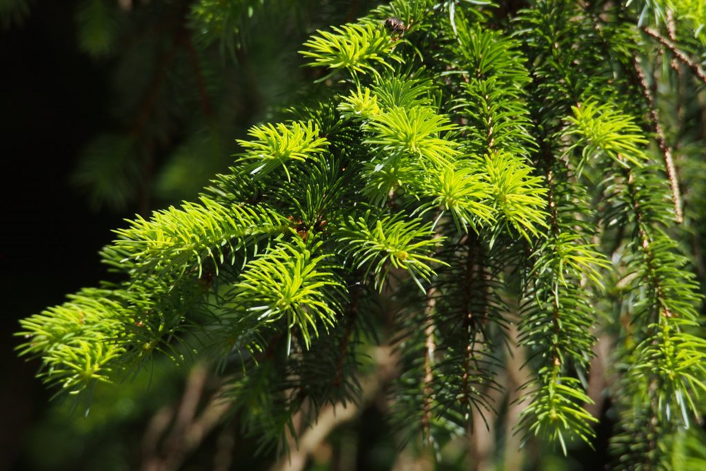 Árboles japoneses para exterior: 11 especies y sus cuidados