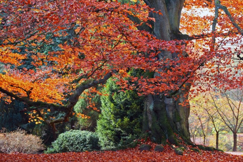 Fagus sylvatica Purpurea, haya de hoja roja