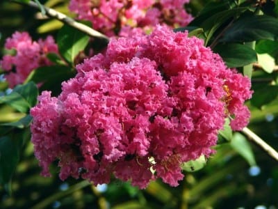 Lagerstroemia indica con su floración estival en panículas