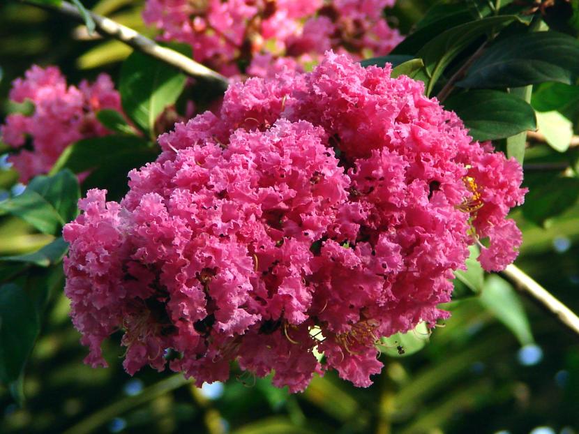Árboles ornamentales para macetas: especies y cuidados