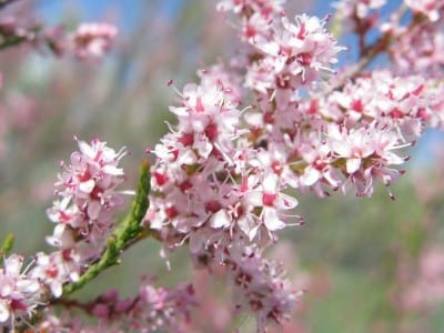 Tamarix en flor con sus ramillas plumosas y flores rosadas