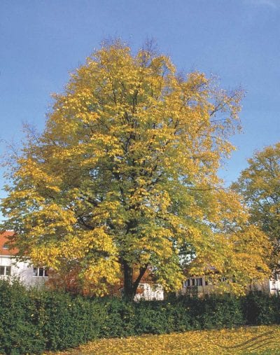 Hojas de carpe (Carpinus betulus) con su nerviación marcada