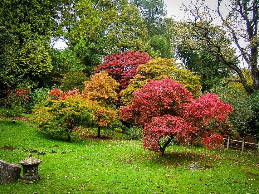 Árboles ornamentales: especies, criterios y plantación