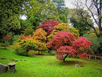 Árboles ornamentales en un parque, con distintos portes y follajes
