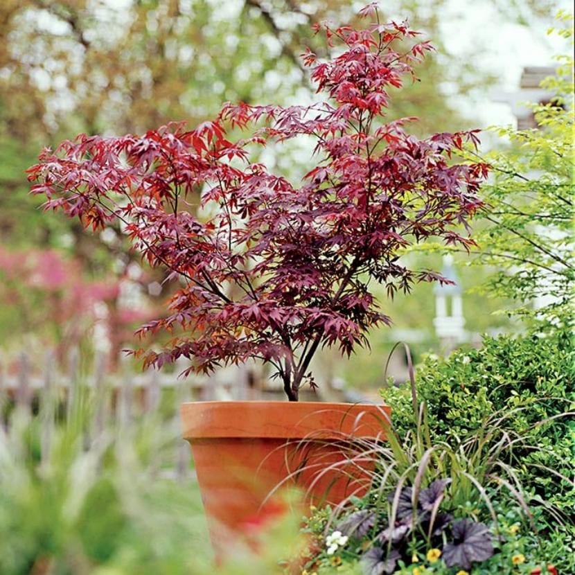 Acer palmatum cultivado en maceta en un balcón