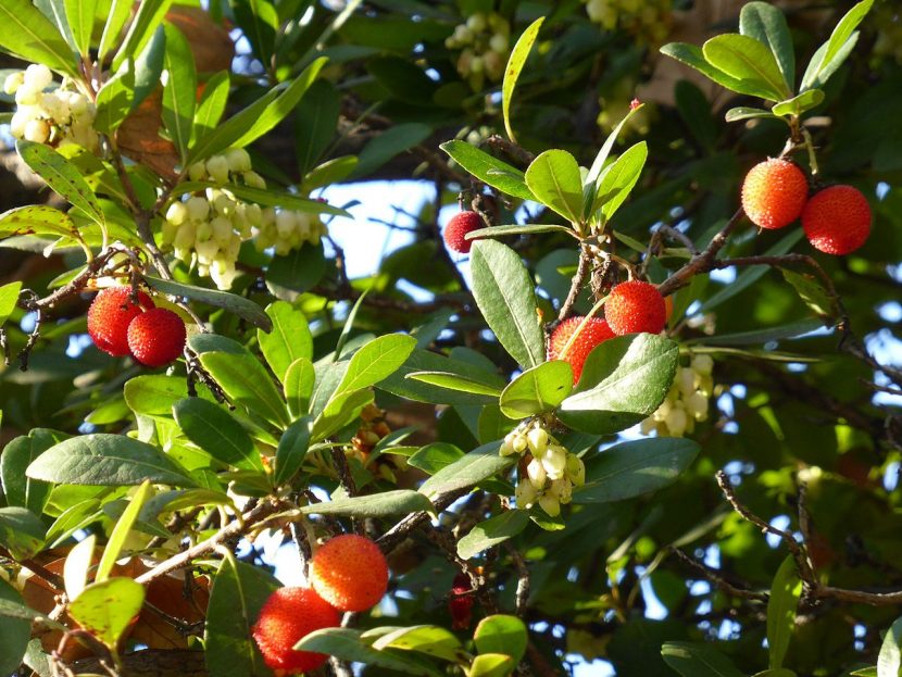 Arbutus unedo, madroño, con frutos