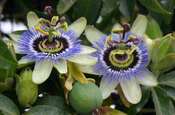 Flor de pasionaria (Passiflora caerulea) sobre una celosía