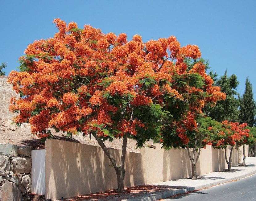 Flor roja de flamboyán (Delonix regia)