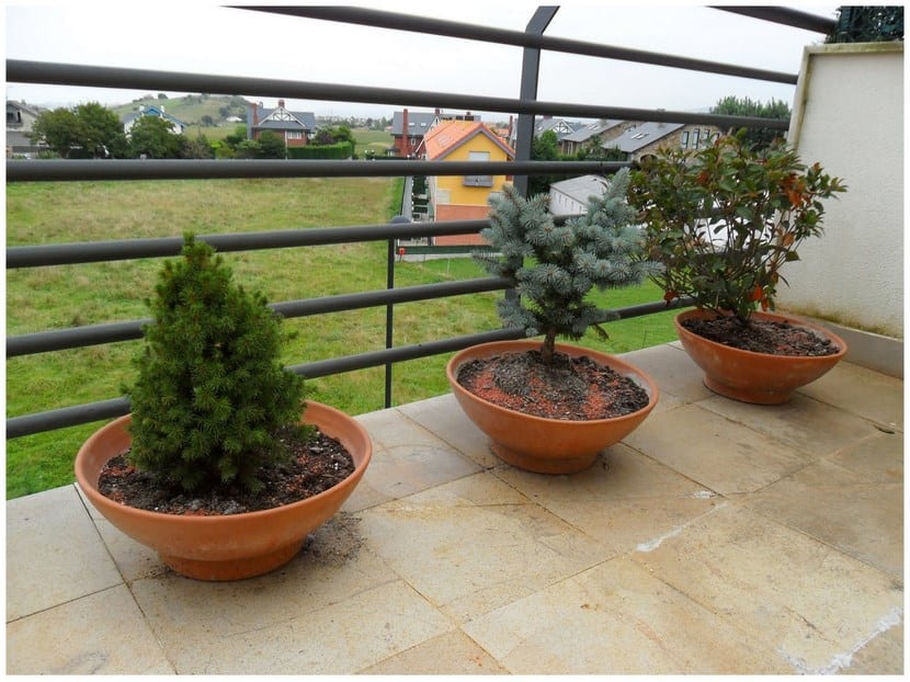 Árboles para plantar en macetas: guía de cultivo