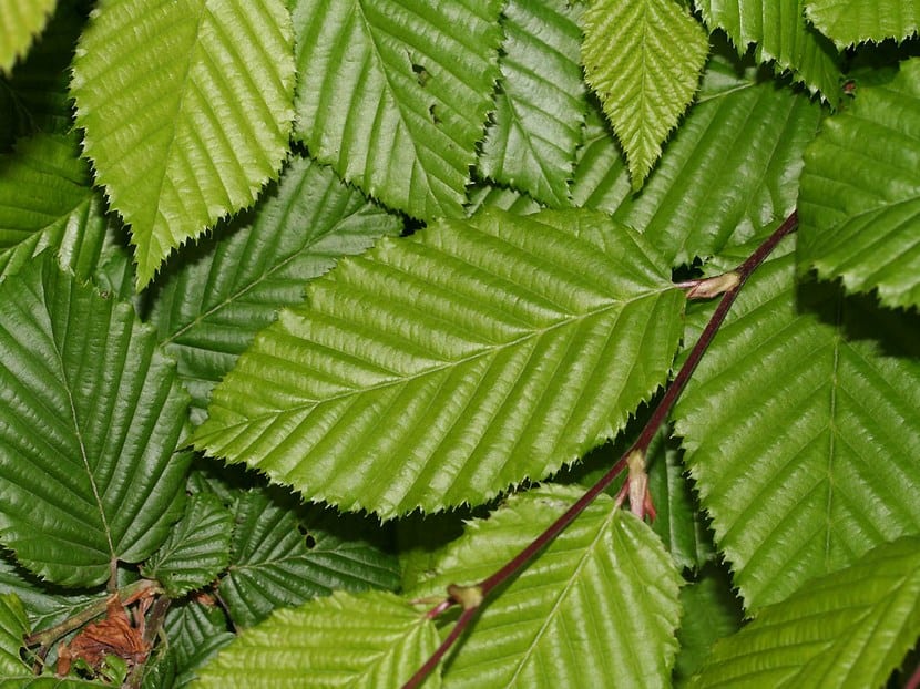 Hojas y ramas de Carpinus betulus, el carpe europeo