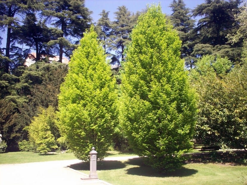 Carpe para setos: plantación, poda y clima adecuado