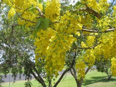 Racimos de flores amarillas de Cassia fistula