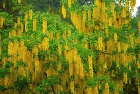 Flores de Laburnum alpinum, el codeso alpino