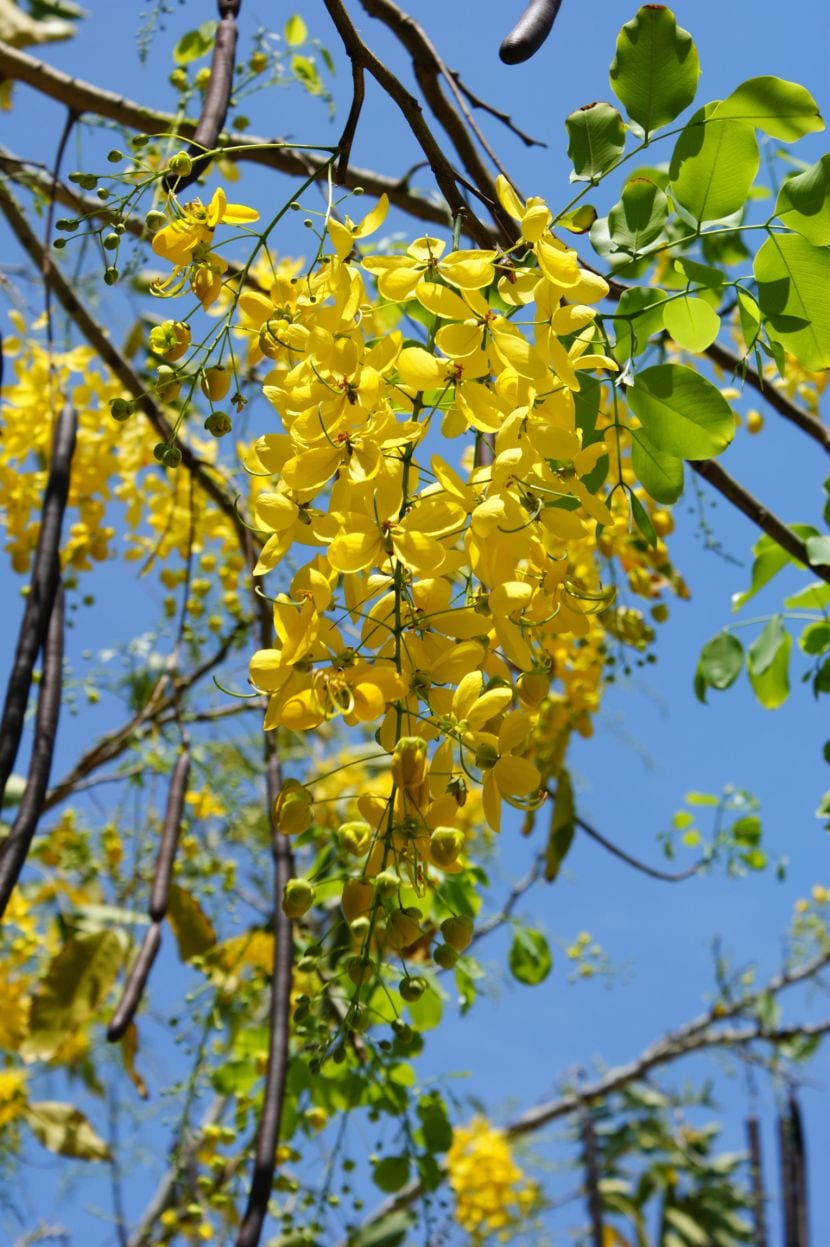 Lluvia de oro: los dos árboles de flores amarillas colgantes