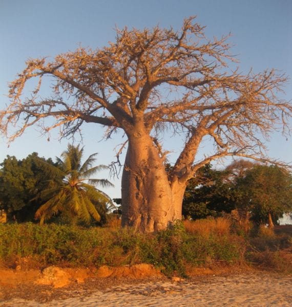 Árboles resistentes a la sequía: especies y cuidados