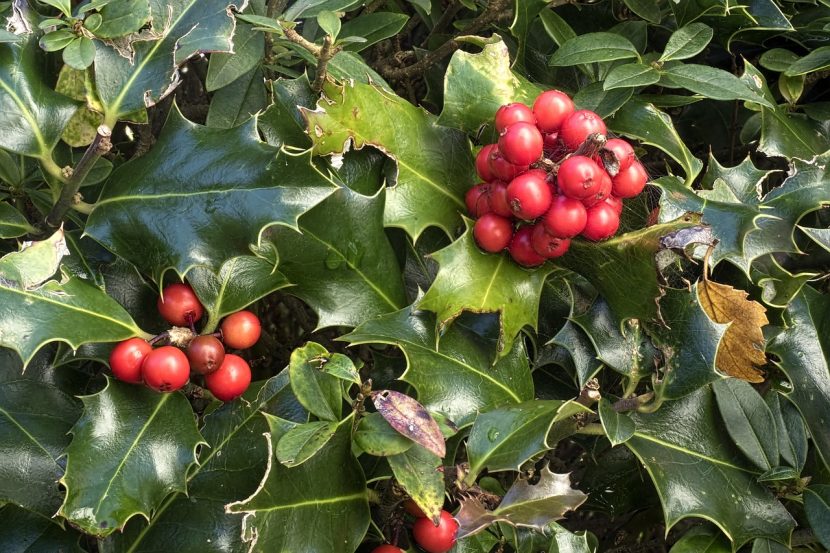Acebo con frutos rojos en invierno
