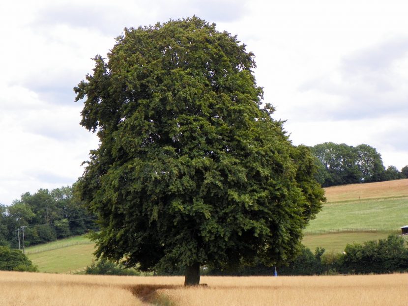 Hayedo de Fagus sylvatica con hojas cobrizas