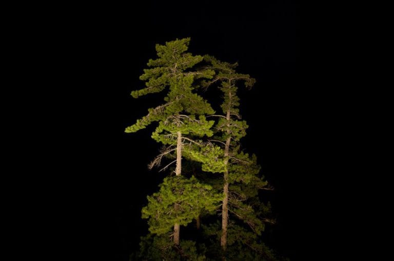 Copas de árboles recortadas contra el cielo nocturno