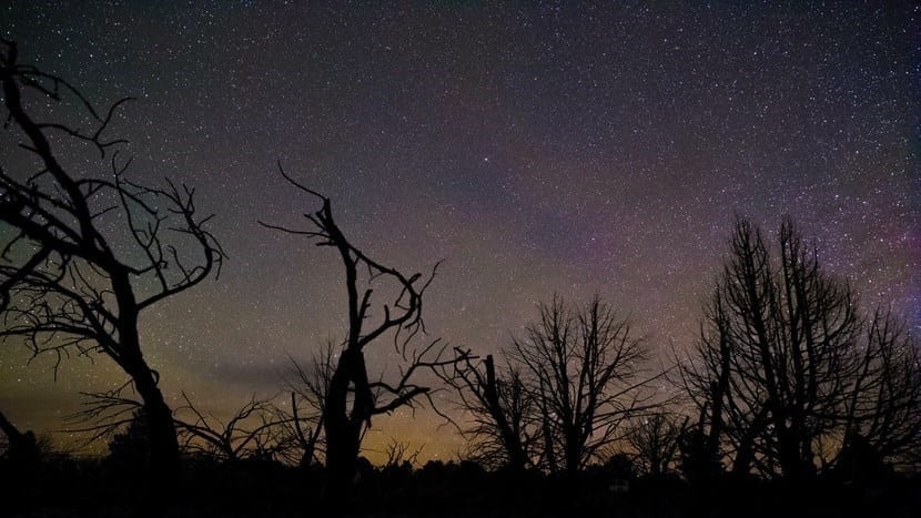 Los árboles se mueven de noche: qué dice la ciencia