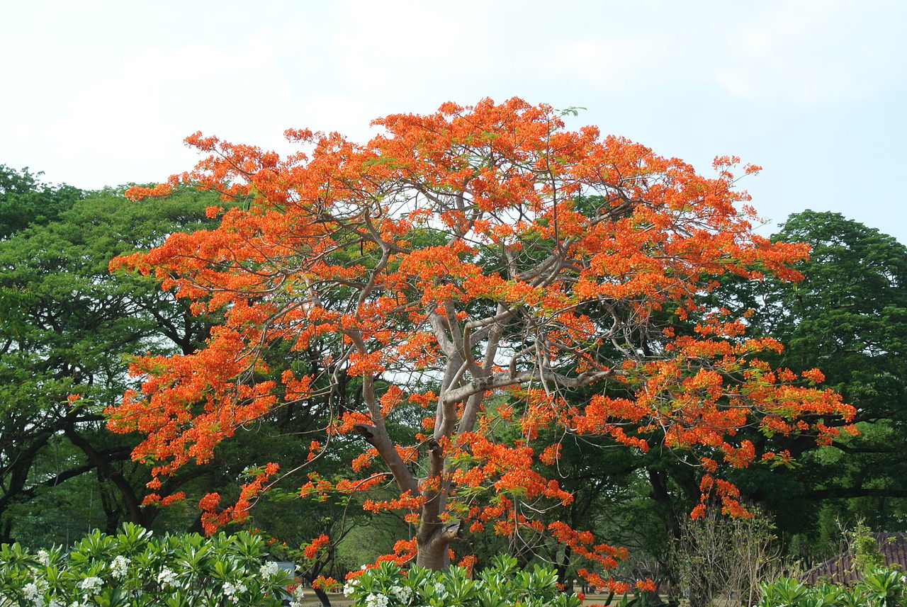 8 árboles tropicales para jardín y dónde funcionan