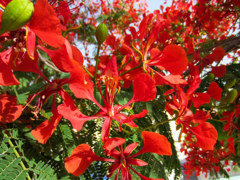 Floración roja del flamboyán, Delonix regia