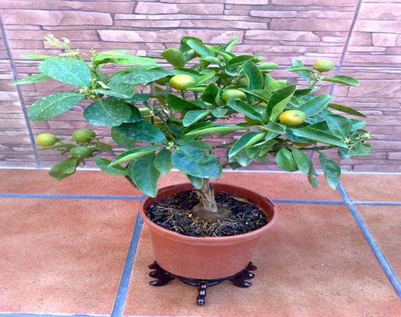 Árboles y arbustos para terraza: guía de cultivo en maceta