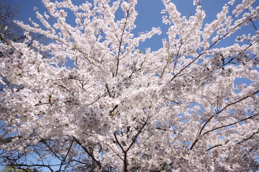 Cerezo ornamental en plena floración de primavera