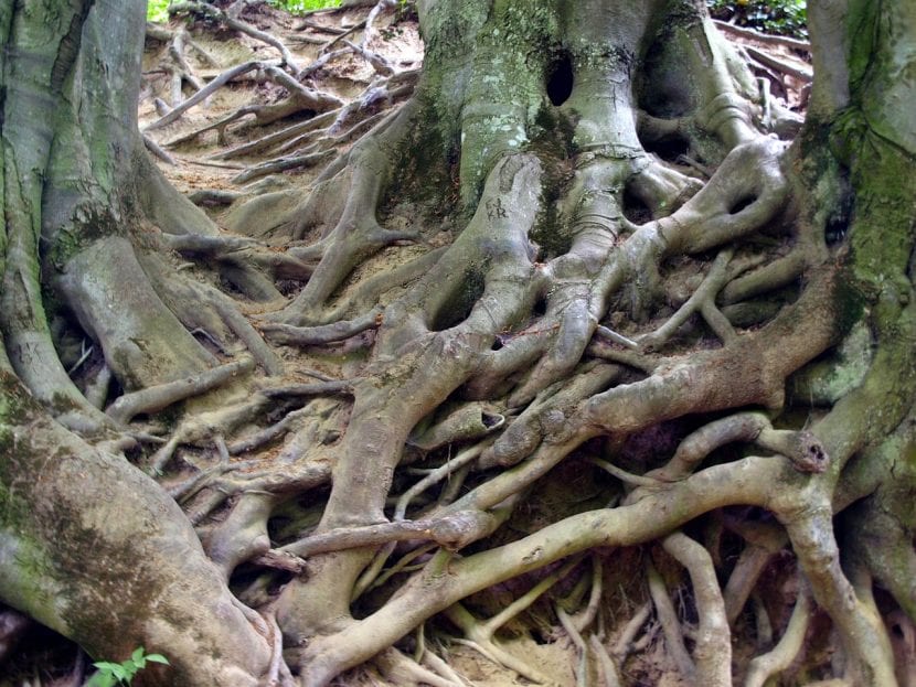 Raíces superficiales de un árbol adulto