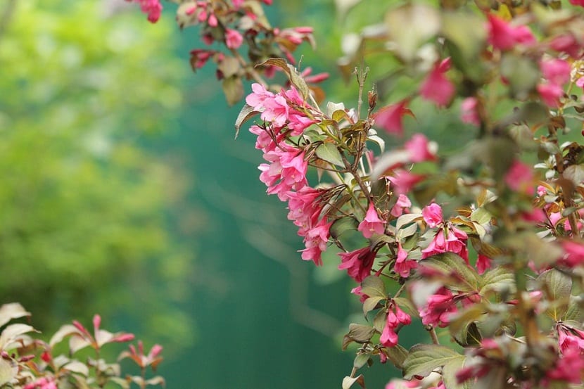 Weigela: cultivo, poda y variedades del arbusto