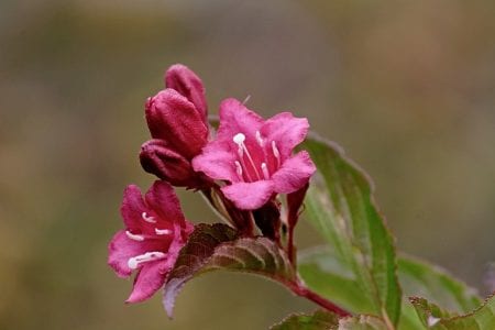 Weigela en flor de color rosa en un jardín
