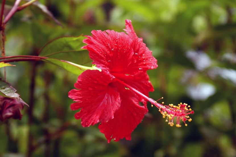Arbustos con flor para jardín: cuáles elegir y por qué