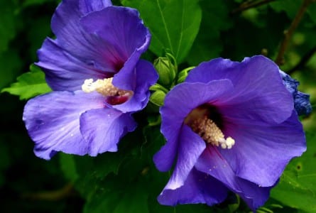 Flor de hibisco abierta en un arbusto de jardín