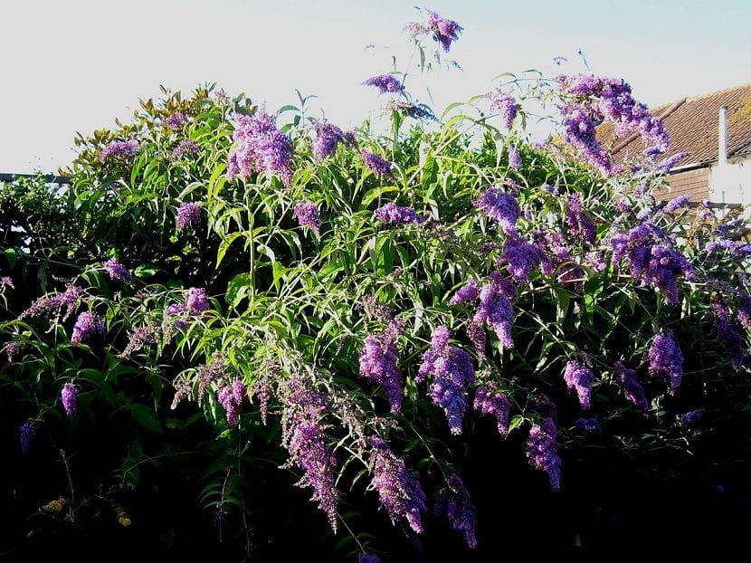 Espigas florales de Buddleja davidii en tonos malva