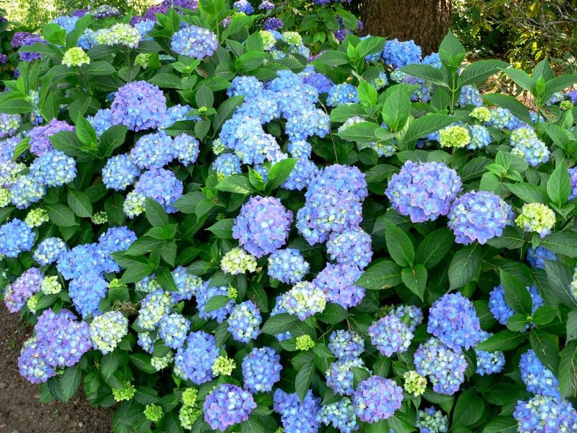 Inflorescencias globosas de Hydrangea macrophylla en tonos azules y rosados