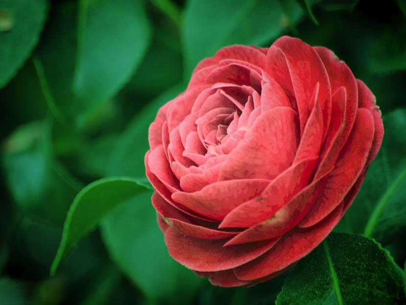 Arbustos con flor: 12 especies para jardín y maceta
