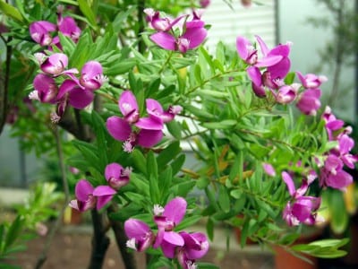 Flores púrpuras de Polygala myrtifolia