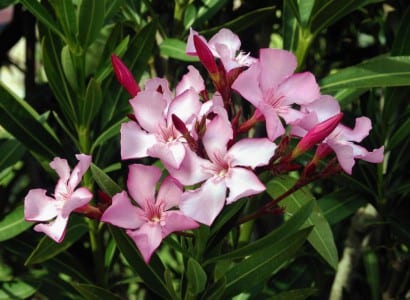 Flores de adelfa, Nerium oleander