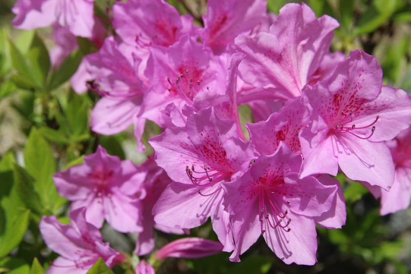 Azalea en flor