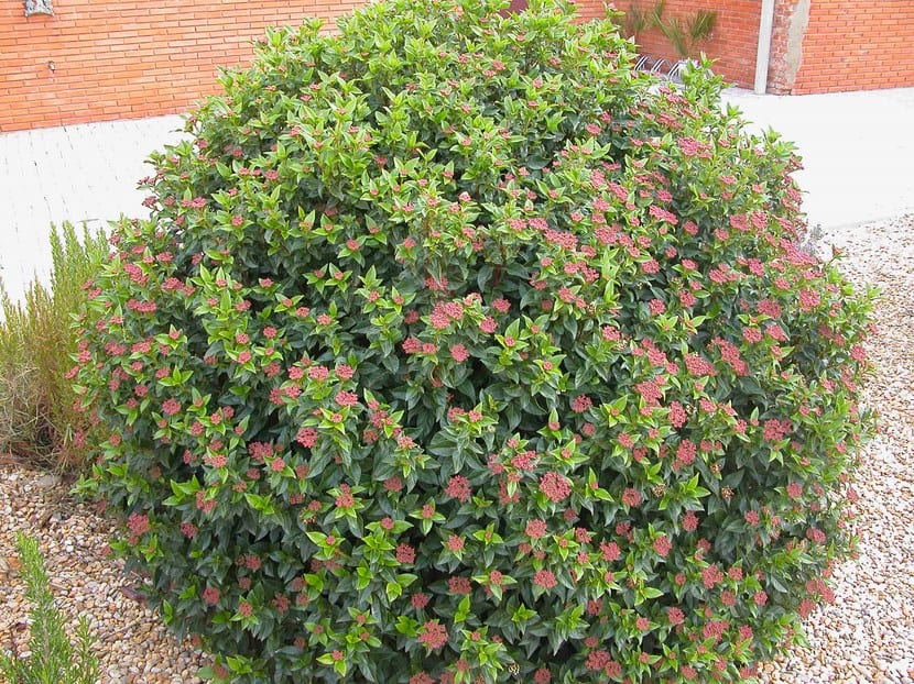 Durillo (Viburnum tinus) con sus corimbos de flores blancas de invierno