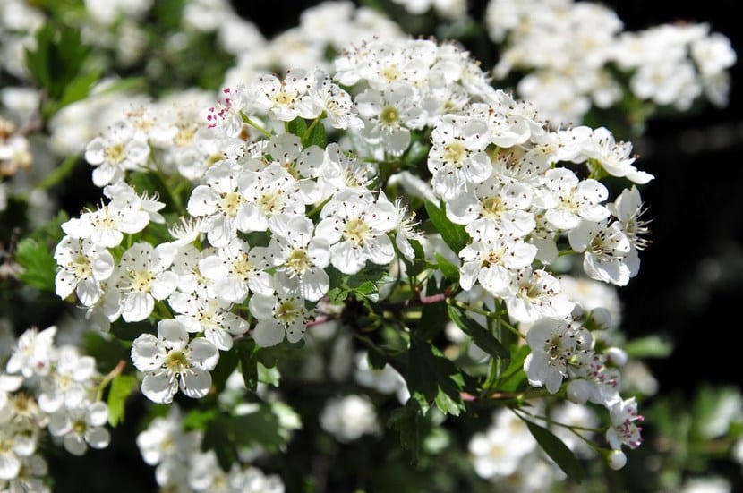 Espino albar (Crataegus monogyna) cargado de frutos rojos