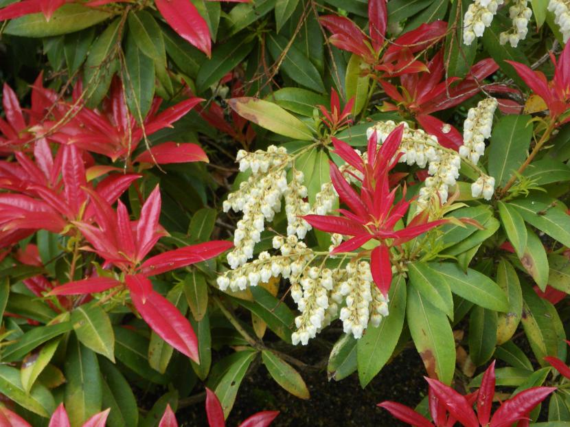 Pieris japonica con brotación roja y panículas de flor blanca