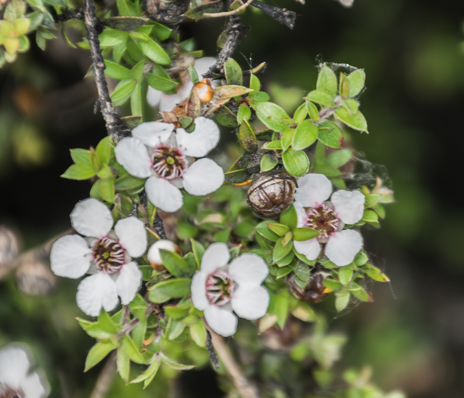 Leptospermum scoparium cubierto de flores rosadas
