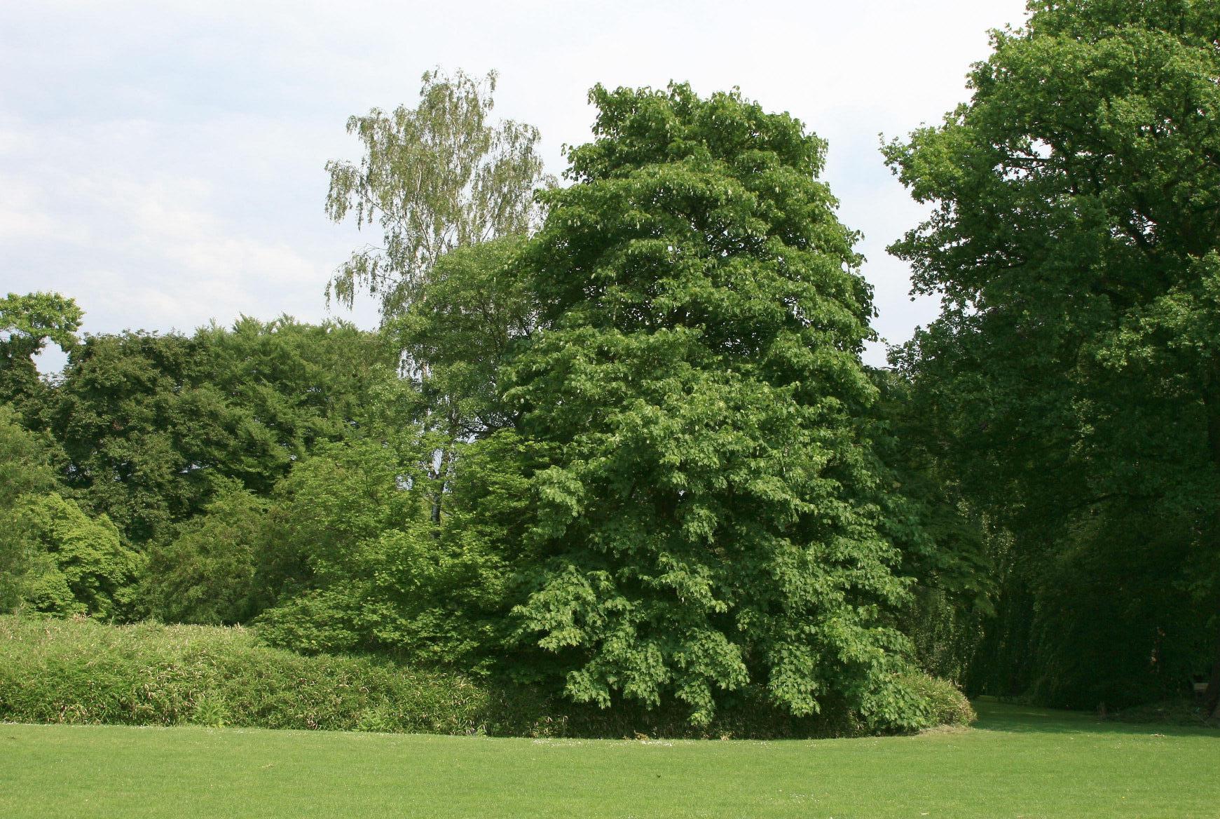 Arce aterciopelado (Acer velutinum): guía de cultivo