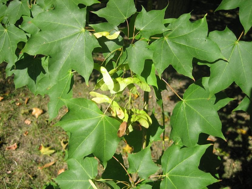 Hojas de Acer cappadocicum con los lóbulos de borde liso